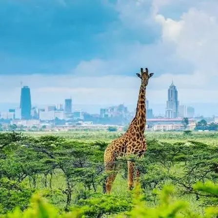 Kenya, wildlife and safari